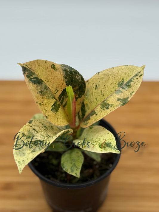 Ficus elastica Shivereana