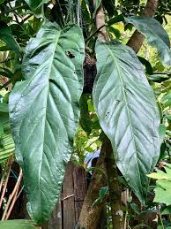 Anthurium Big Bill