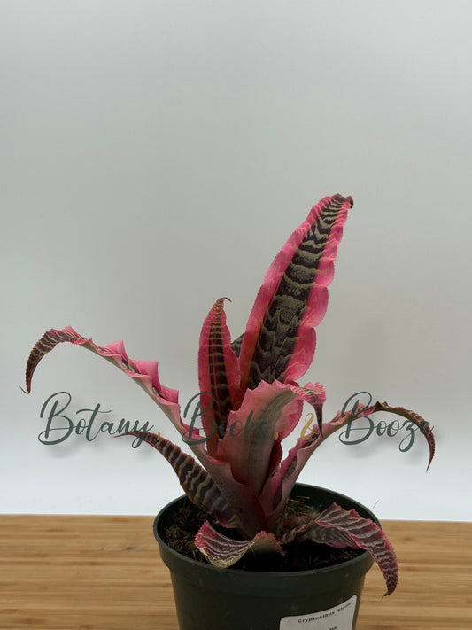 Cryptanthus 'Elaine'