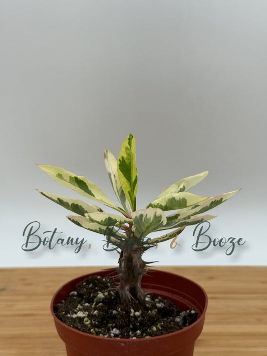 Euphorbia milii 'Variegata' Spurge Crown of Thorns