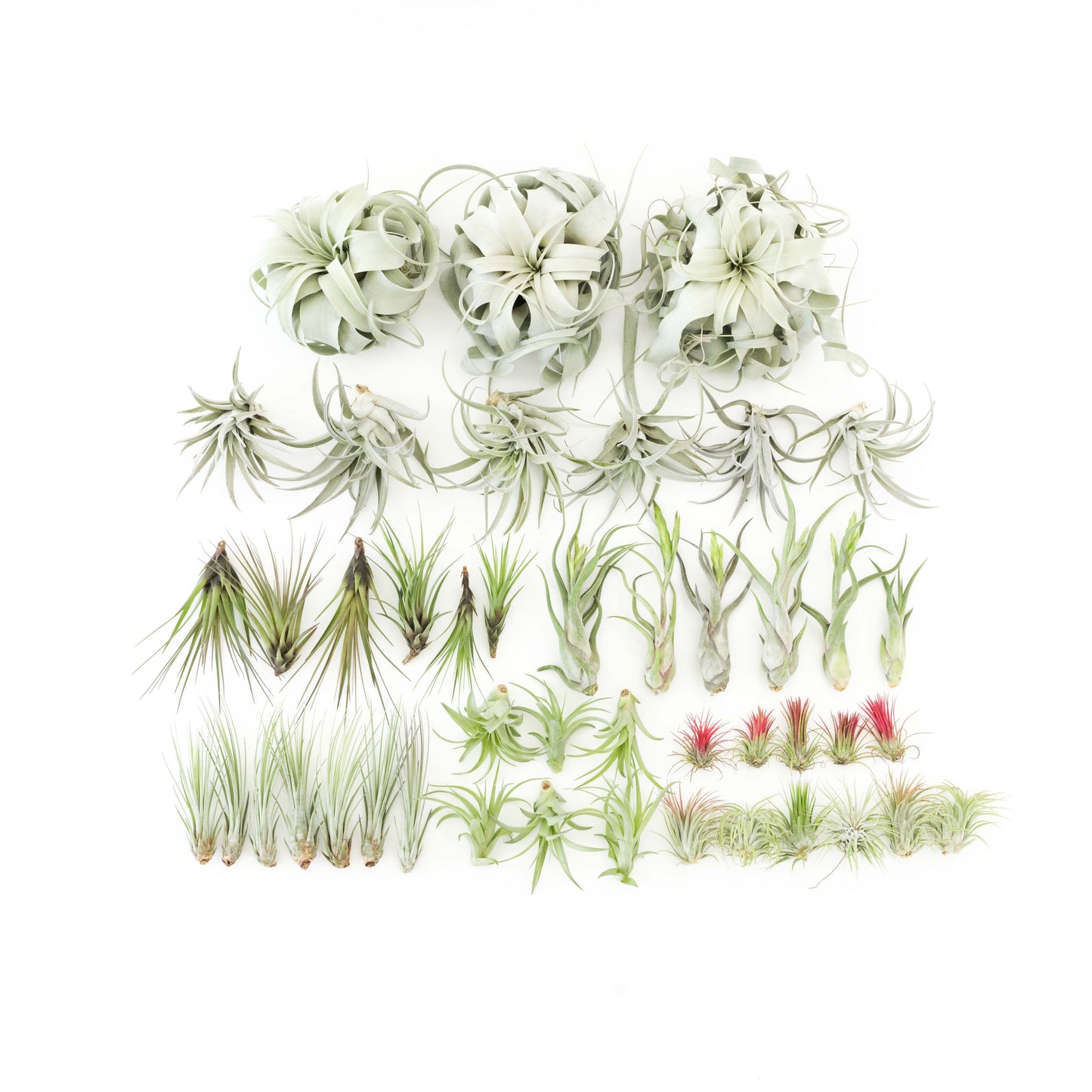 The Best Seller Tillandsia Air Plant Pack - 48 Plants