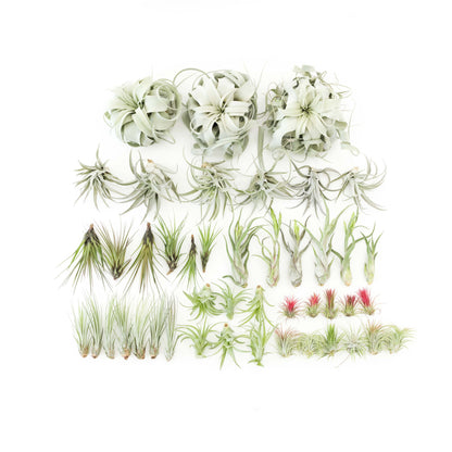 The Best Seller Tillandsia Air Plant Pack - 48 Plants