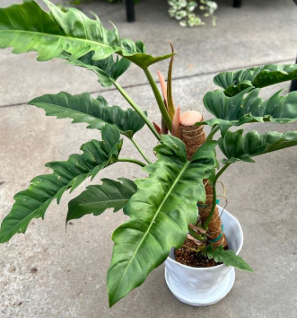 Philodendron Jungle Boogie