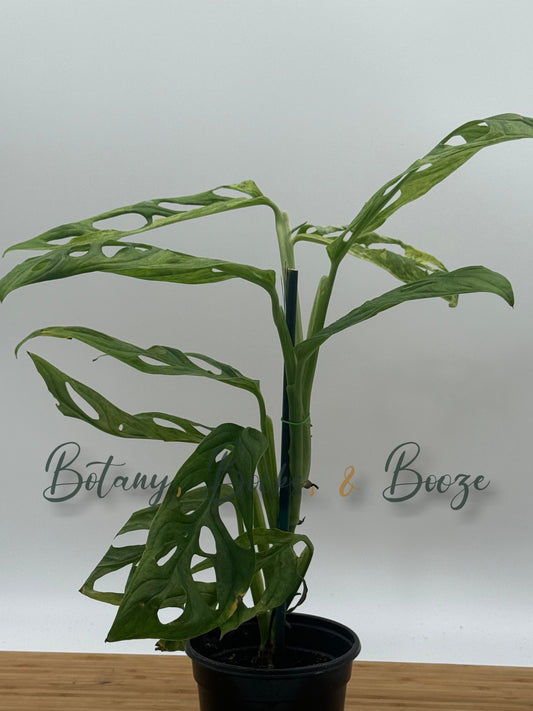 Monstera adansonii Mint
