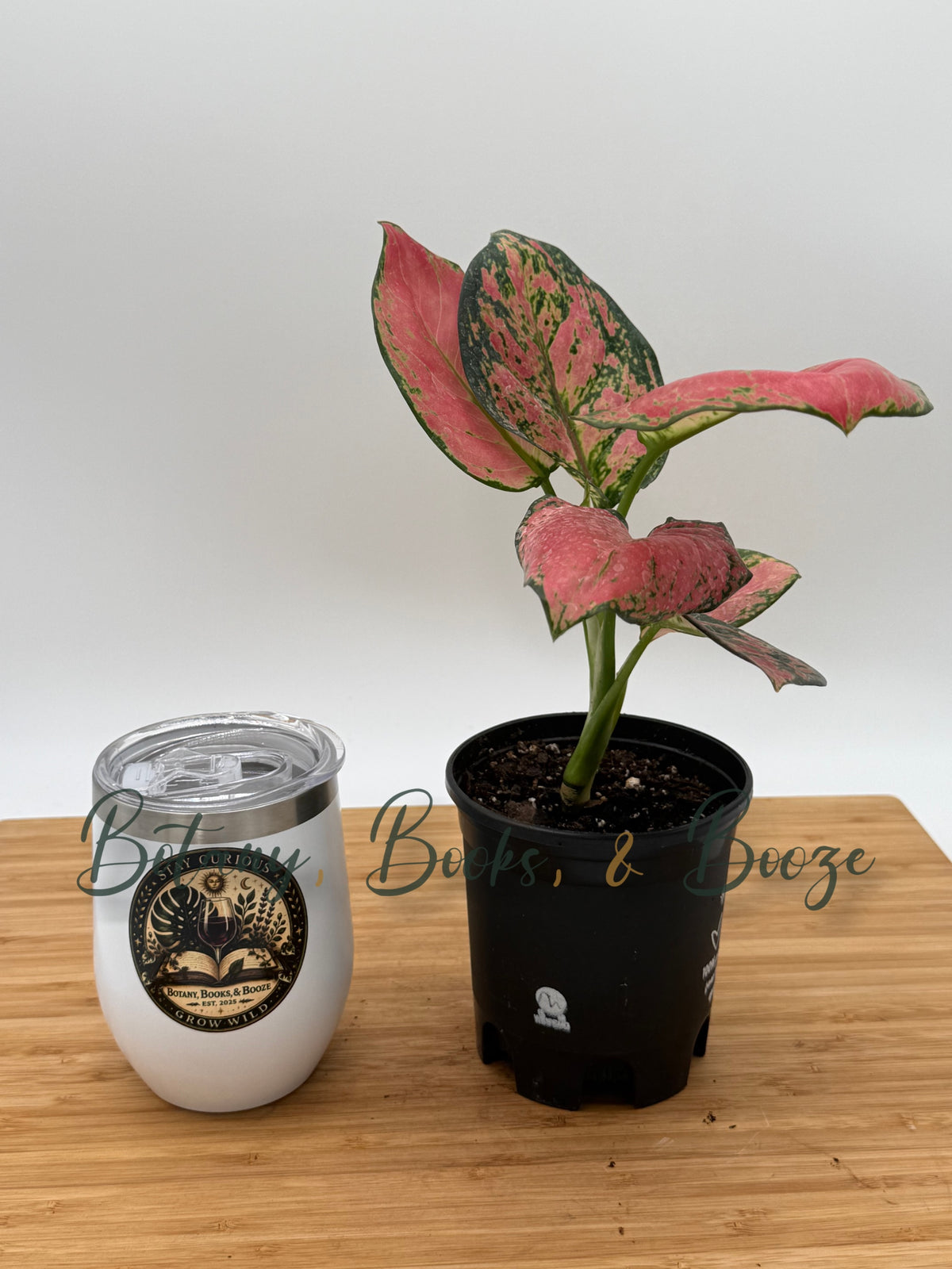 Aglaonema iostolic red