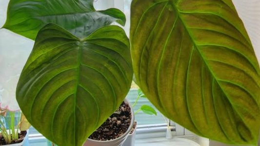 Philodendron Fuzzy Petiole (Nangaritense)