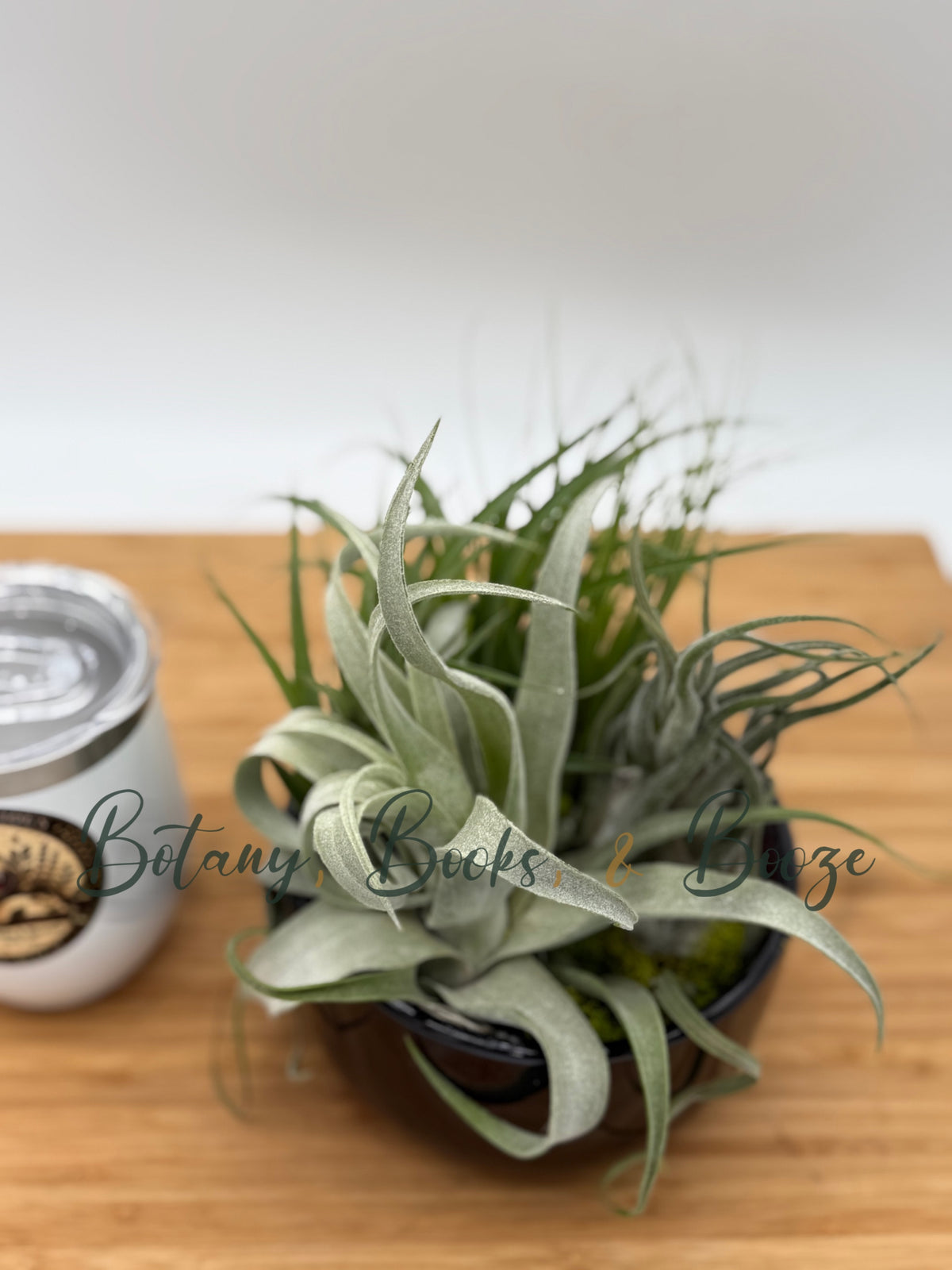 Large Fully Assembled Air Plant Bowl Garden