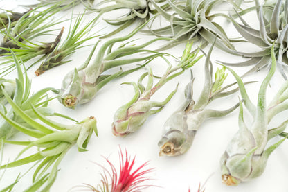 The Best Seller Tillandsia Air Plant Pack - 48 Plants