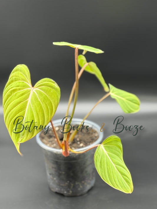 Philodendron Gloriosum Cross