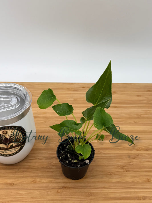 Anthurium x ferrierense 'Crisped'