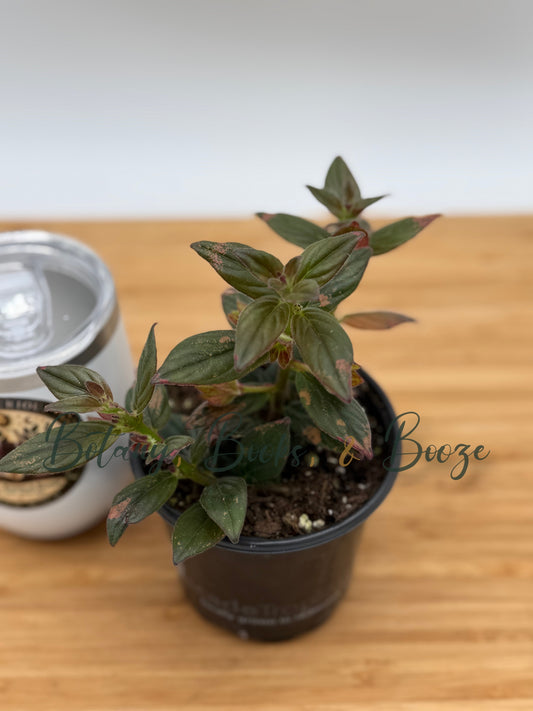 Columnea 'Paradise' Goldfish Plant