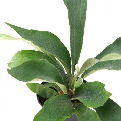 Platycerium bifurcatum Staghorn Fern