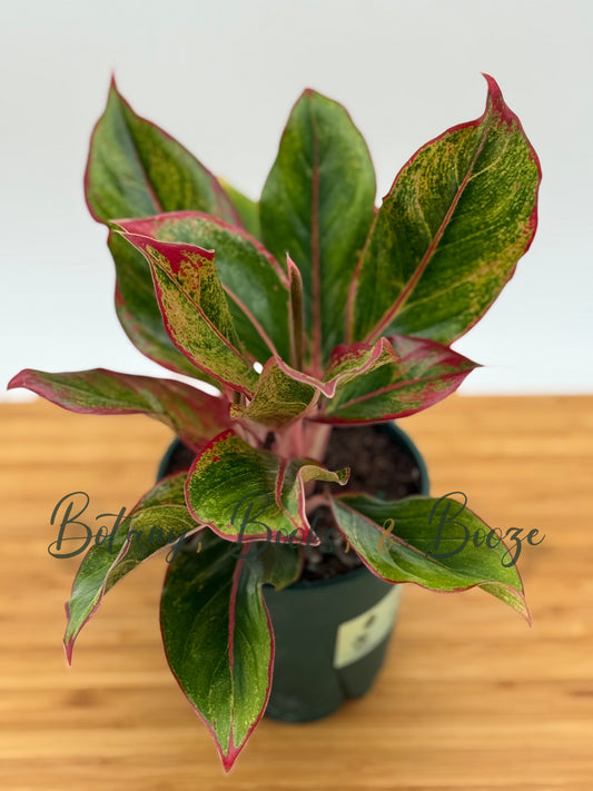Aglaonema Siam