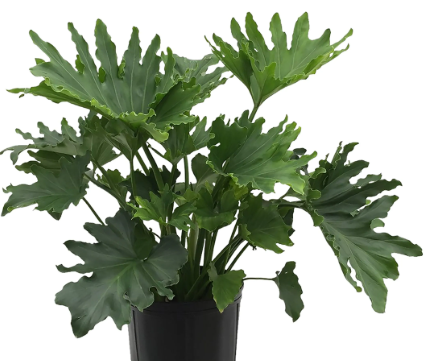 Philodendron Hope