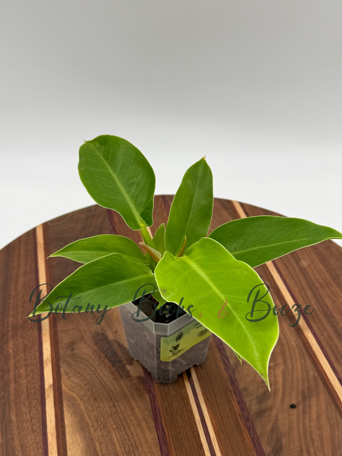 Philodendron Moonlight
