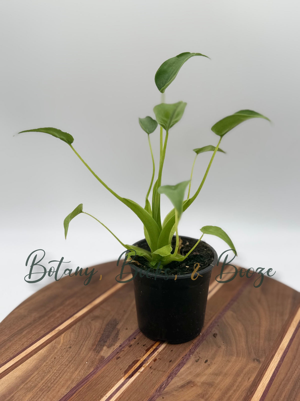Alocasia Tiny Dancer