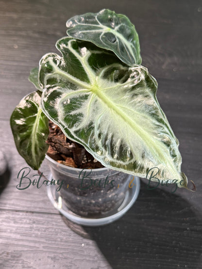 Alocasia Venom