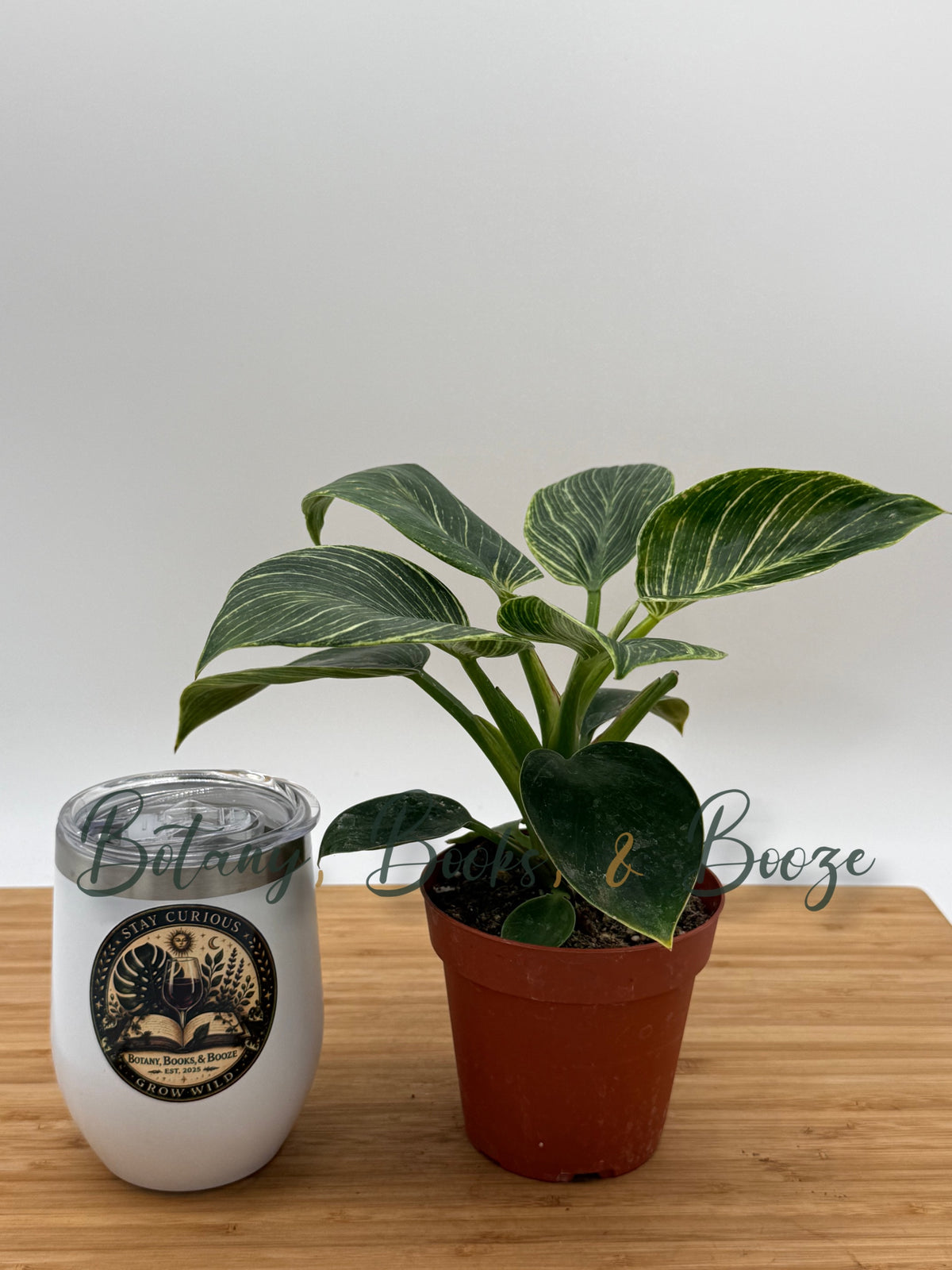 Philodendron Birkin