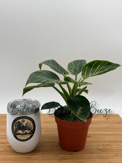 Philodendron Birkin
