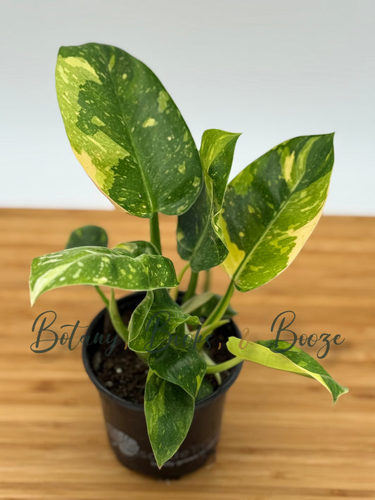Philodendron Congo Green Marble Variegated