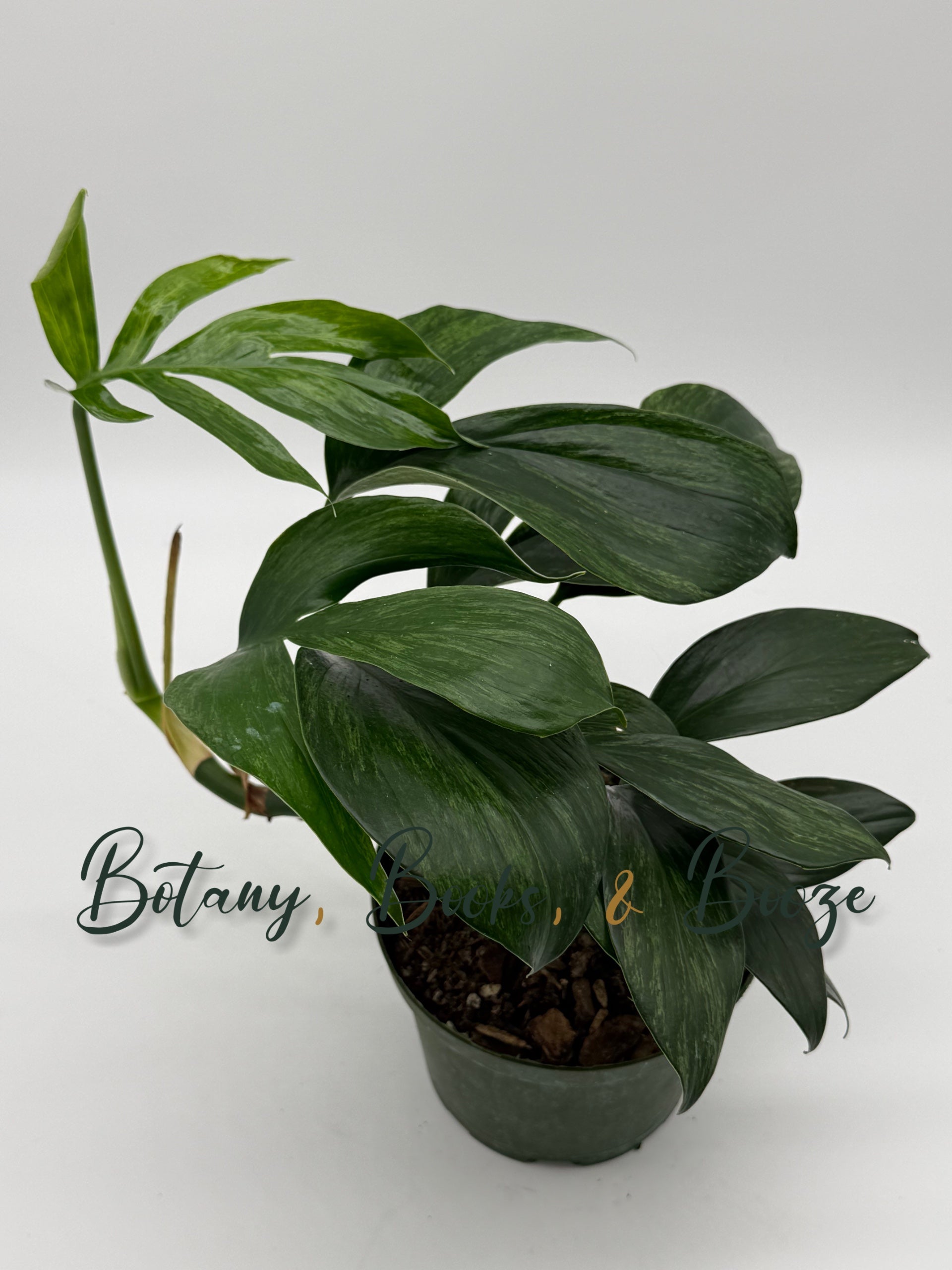 Selected Variant Image