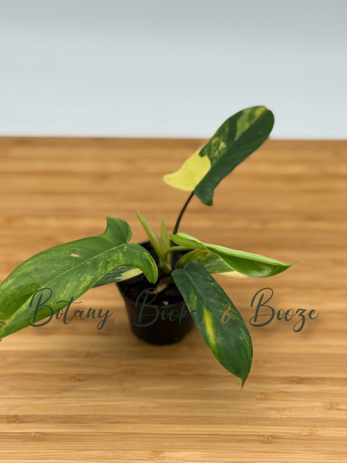 Philodendron domesticum Mango Shake