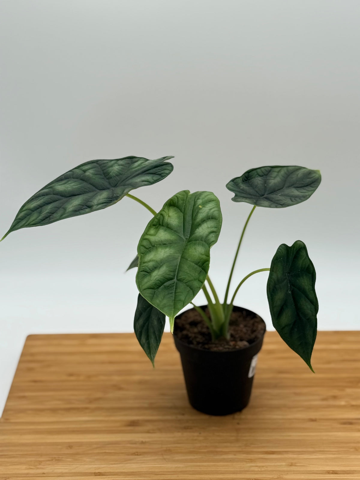 Alocasia baginda Dragon Scale