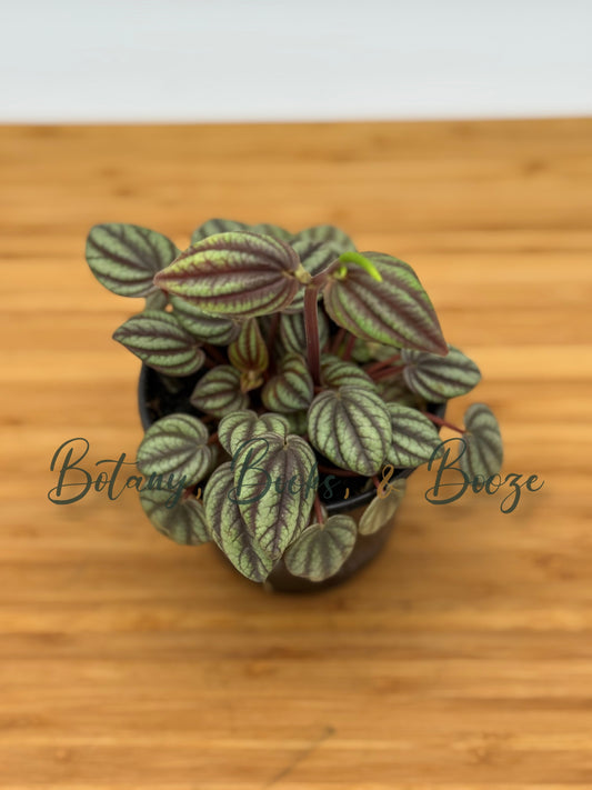 Peperomia albovittata Peacock