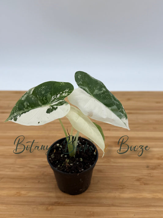 Alocasia Frydek Variegated