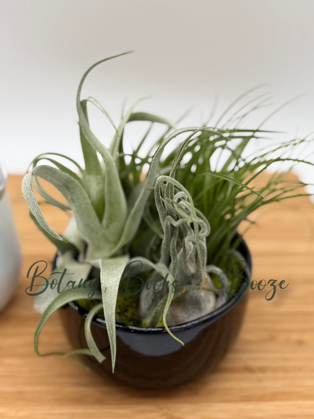 Large Fully Assembled Air Plant Bowl Garden