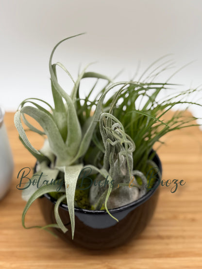 Large Fully Assembled Air Plant Bowl Garden