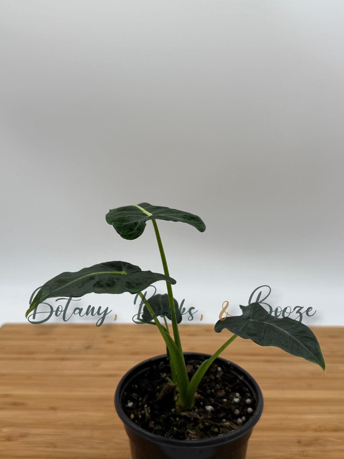 Alocasia frydek Tattooed