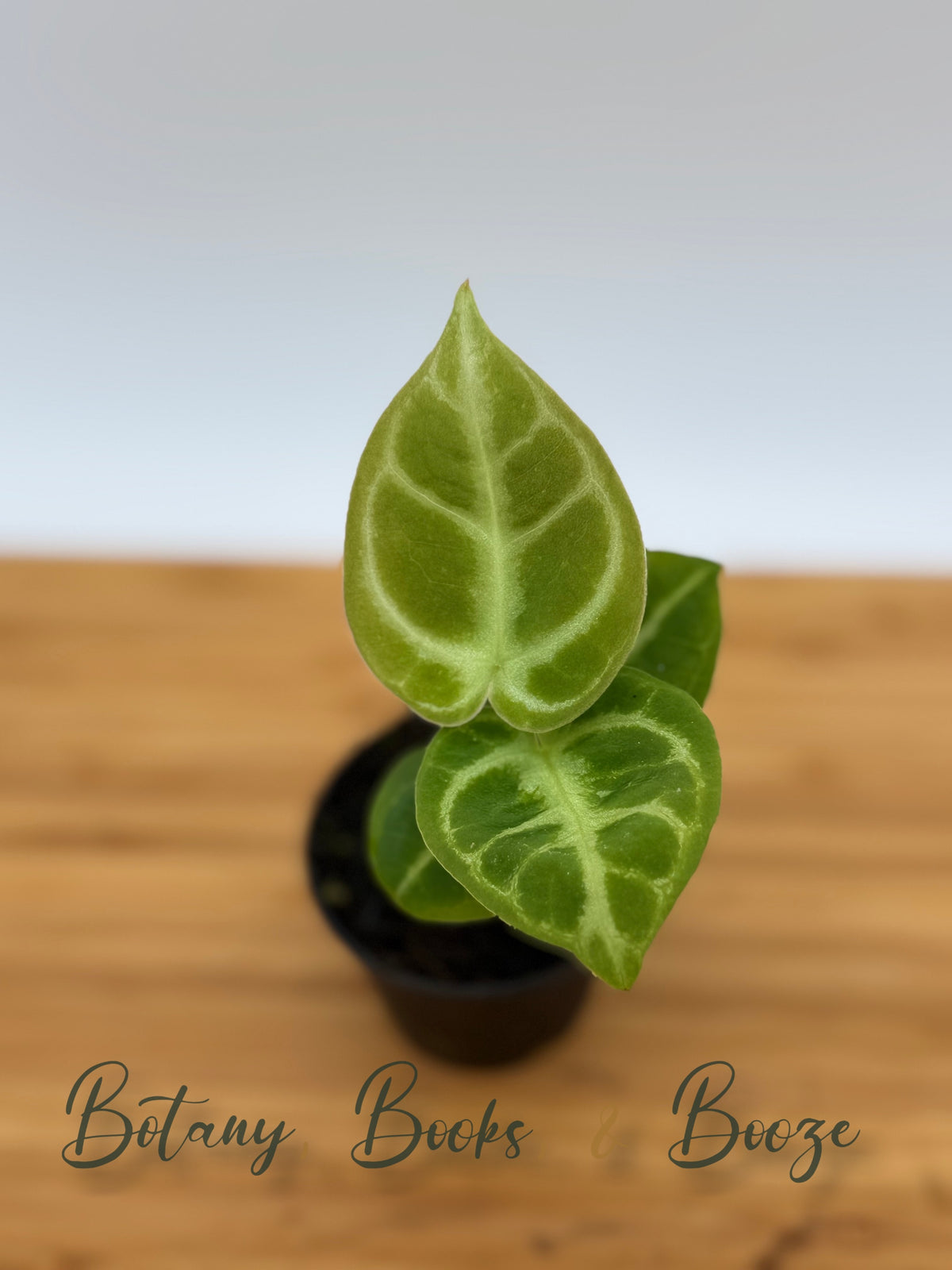 Anthurium Dorayaki × Crystallinum