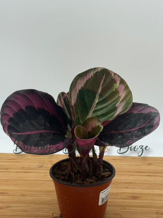 Calathea 'Princess Jessie' - Prayer Plant