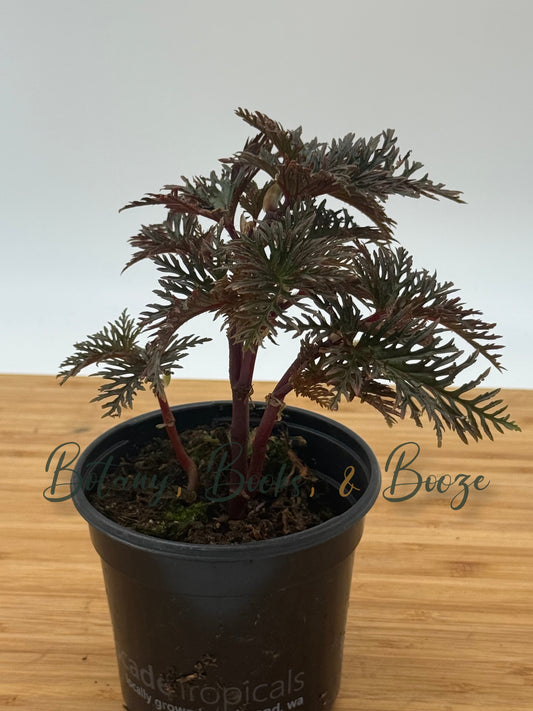 Begonia bipinnatifida