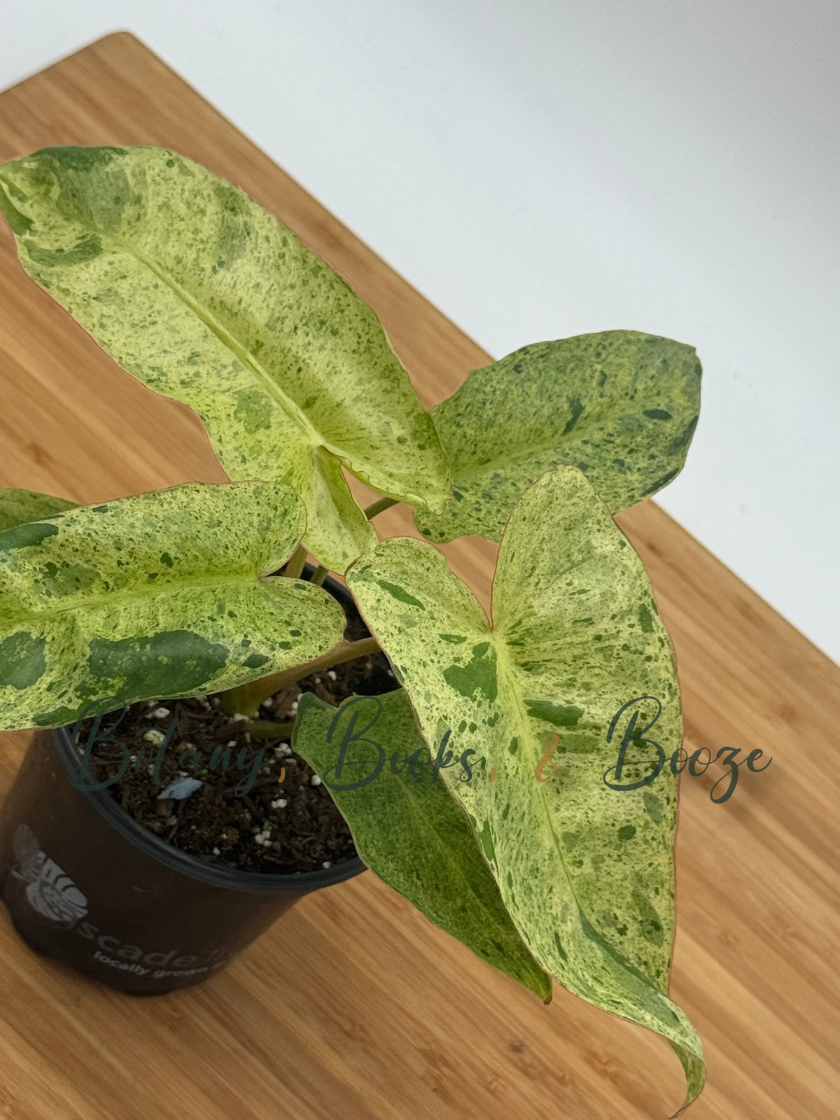 Philodendron Paraiso Verde