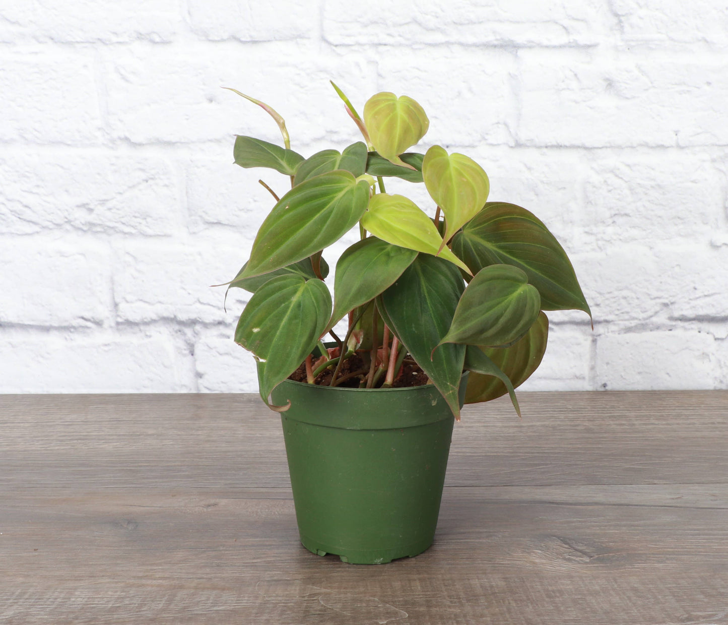 Philodendron Micans