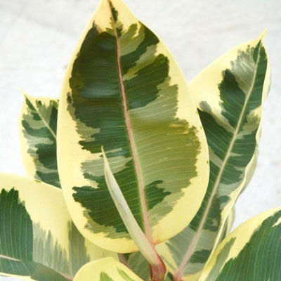 Ficus elastica Tineke