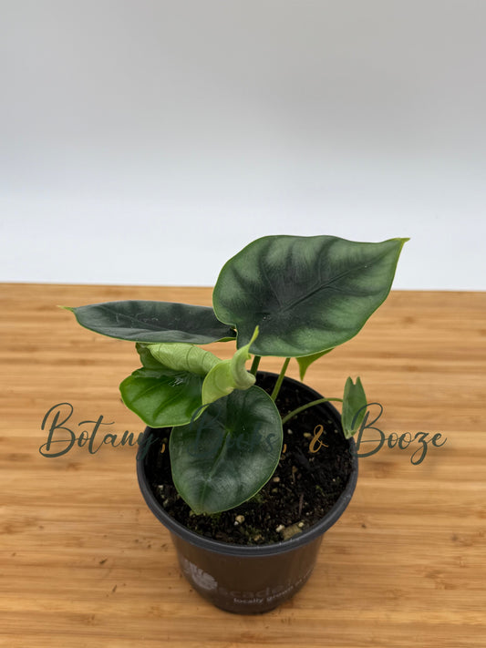 Alocasia reverse Hannah