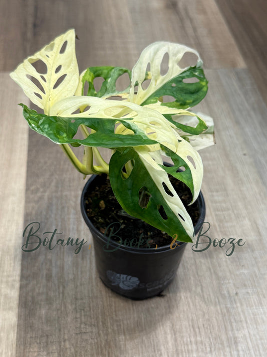 Monstera adansonii Albo Variegata