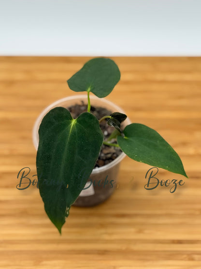 Anthurium Dressleri Long X Carlablackiae