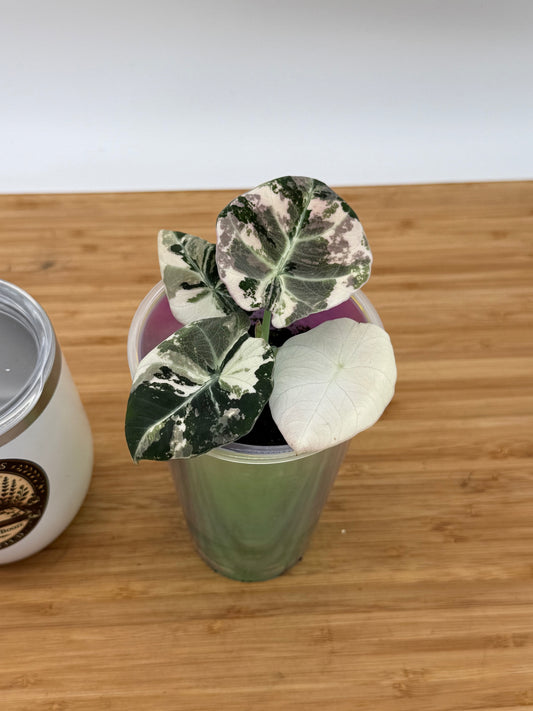 Alocasia reginula Black Velvet Pink variegated