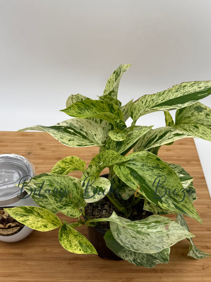 Epipremnum aureum Snow Queen