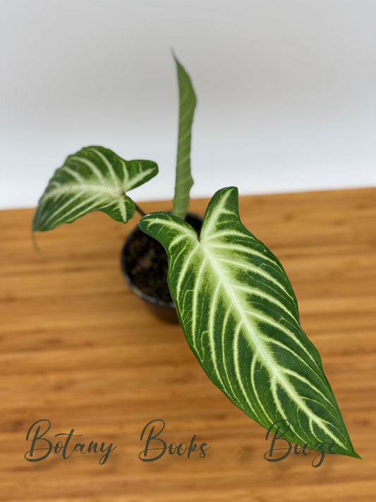 Caladium Lindenii Magnificum