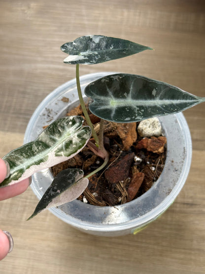 Alocasia amazonica Bambino Variegated