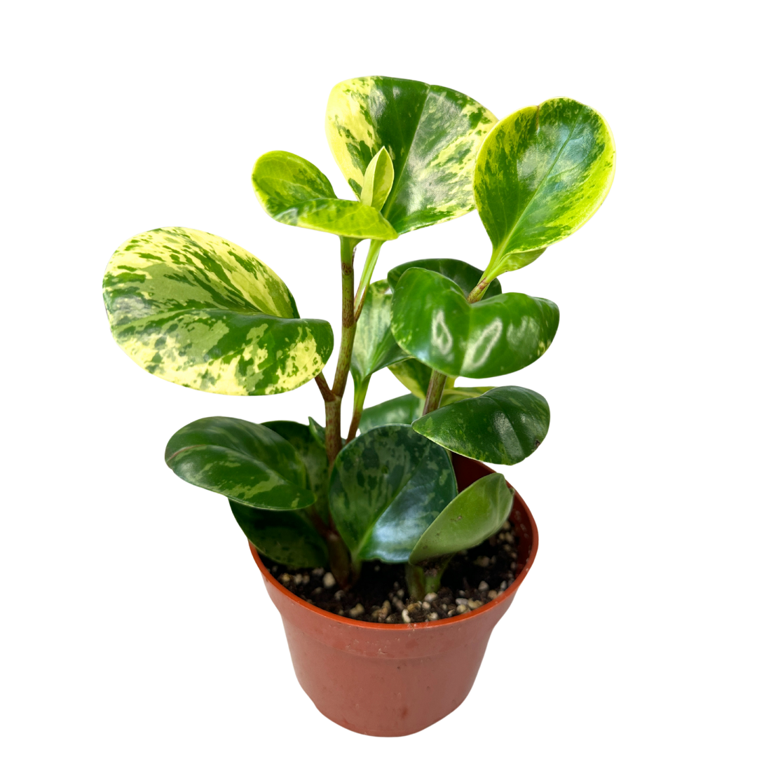 Peperomia Obtusifolia Marble