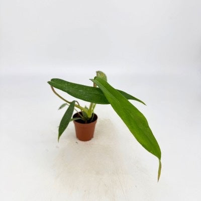 Philodendron Joepii