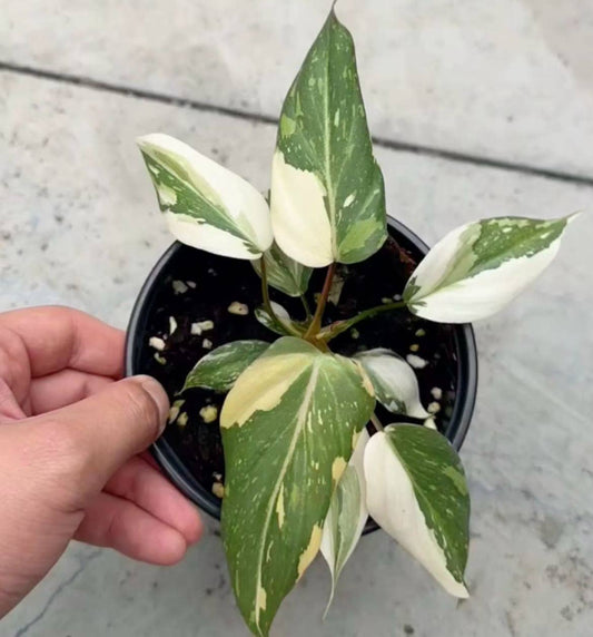 Philodendron gloriosum variegated
