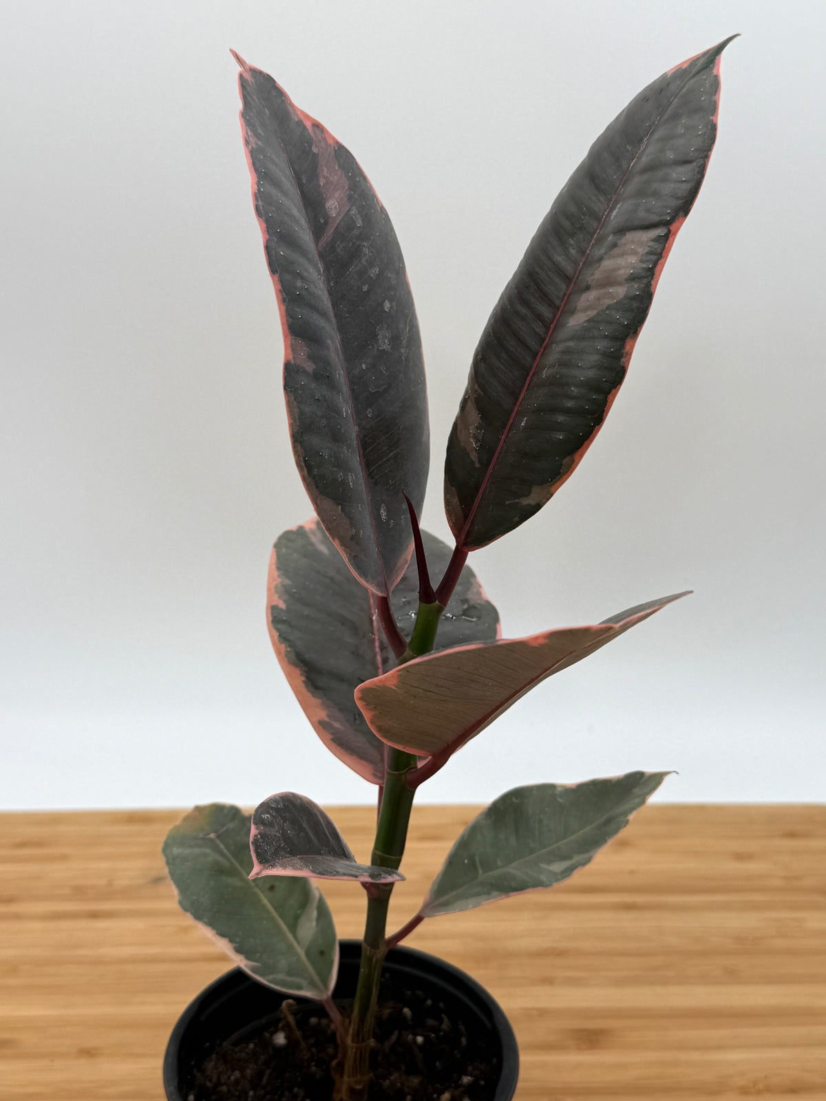 Ficus elastica 'Ruby' - Rubber Tree