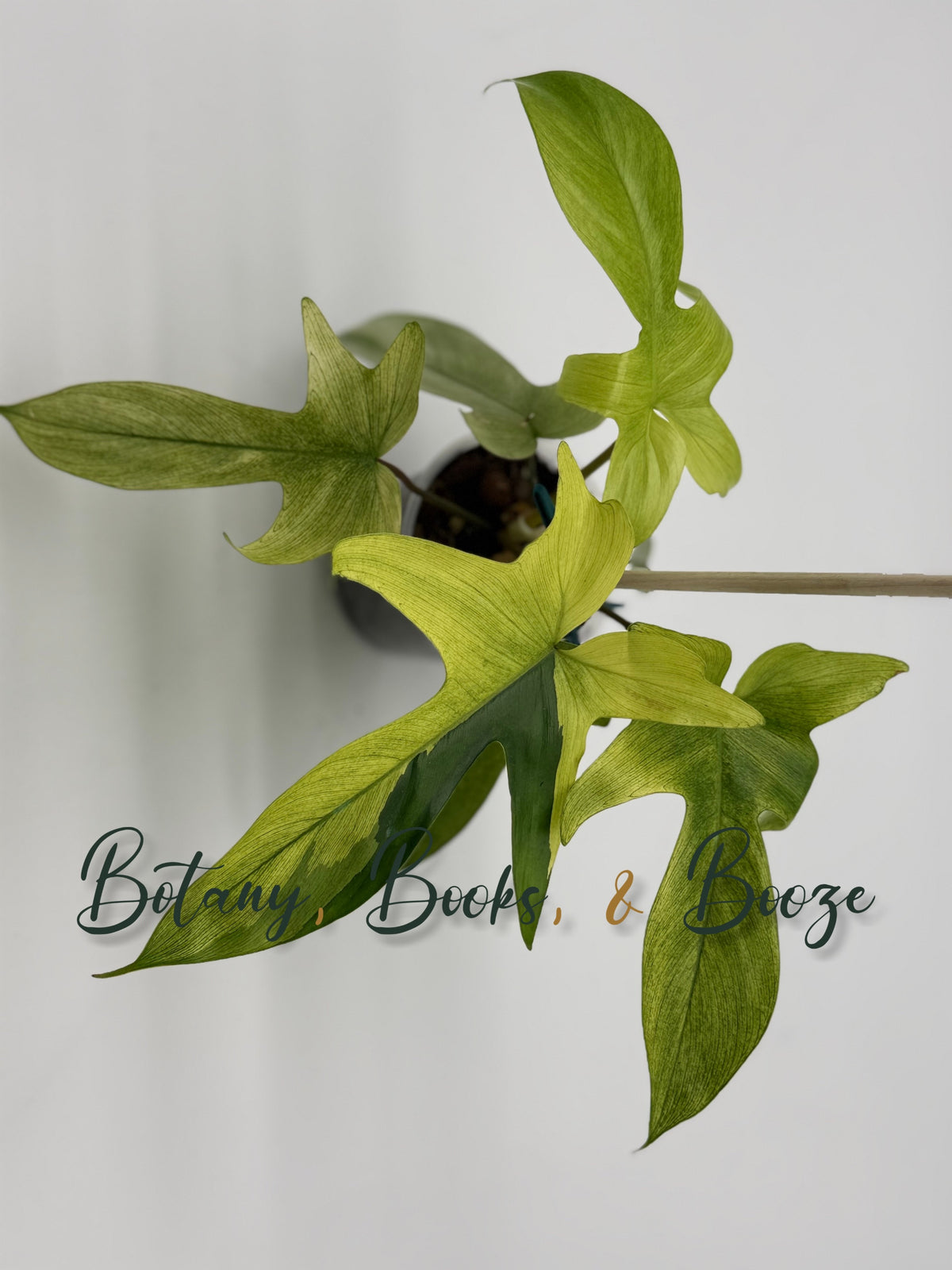 Philodendron Florida Ghost Mint